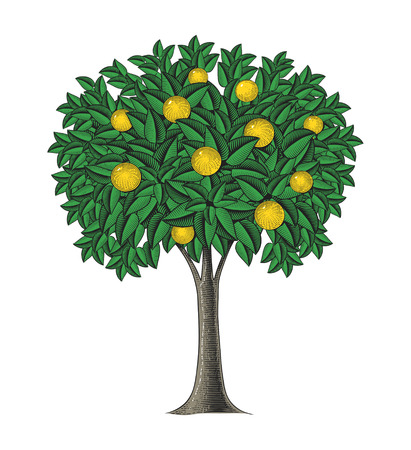 Fruit tree in engraving styleのイラスト素材