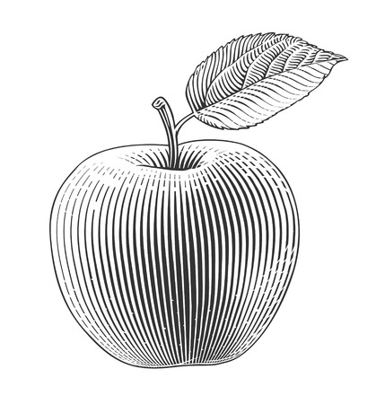 Apple on transparent background in engraving styleのイラスト素材