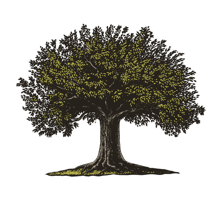 Vector illustration of a fruit tree in vintage engraving style. Isolated, Group transparent background.のイラスト素材