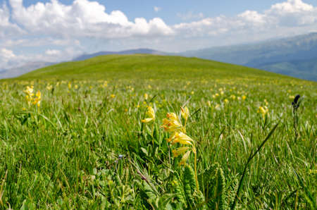 In the foreground are yellow flowers on a green meadow. In the background a green hill, blue sky,...