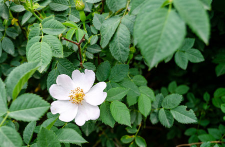 Blossoming white rosehip flower among green leavesの写真素材
