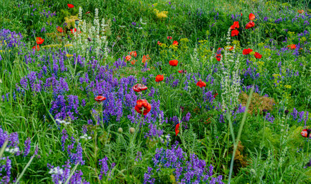 Field of blooming poppies and wildflowers in springの写真素材