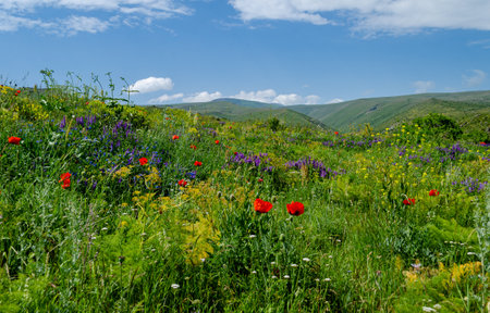Beautiful summer landscape with a field of blooming flowers in the mountains.の写真素材