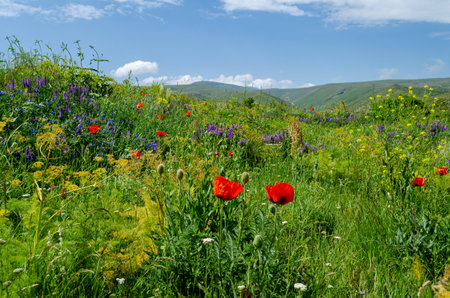Beautiful summer landscape with a field of blooming flowers in the mountains.の写真素材