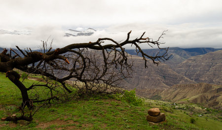 A dry tree lies in front of a panoramic view of cloud-covered mountains in a green valleyの写真素材