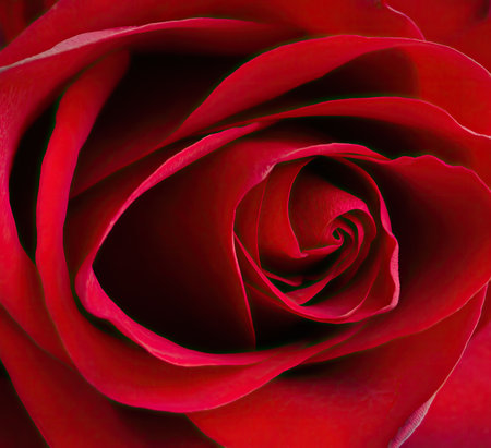 Close up of a red rose flower.の写真素材
