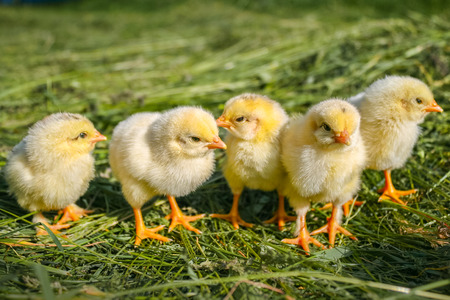 Group of small chickens. Beautiful little chickens on green background. Easter concept image. Yellow chickens on a lawn on a farm. Small chicks in the grass.の写真素材