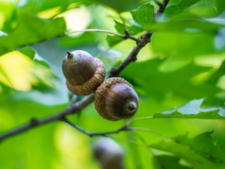 Oak branch with green leaves and acorns on a sunny day. Oak tree in summer. Blurred leaf background. Closeup. Acorns fruits.の写真素材