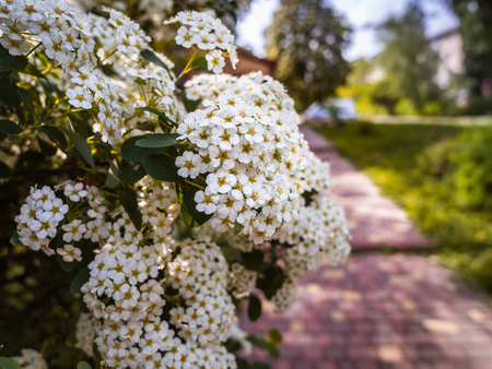 Flowering spiraea or meadowsweet. Branches with white flowers. Close-up spiraea flower. Spring flowering of the Reeve's spiraea (Spiraea cantoniensis) decorative bush. Flower background.の写真素材