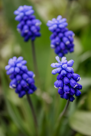 Muscari flower. Muscari armeniacum. Grape Hyacinths. Spring flowers. Muscari armeniacum plant with blue flowers.の写真素材