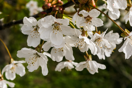 A branch of cherry blossoms. Spring flowers. Beautifully blossoming tree branch. Spring branches of cherry tree with white flowers and fresh green leaves.の写真素材