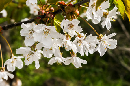 A branch of cherry blossoms. Spring flowers. Beautifully blossoming tree branch. Spring branches of cherry tree with white flowers and fresh green leaves.の写真素材