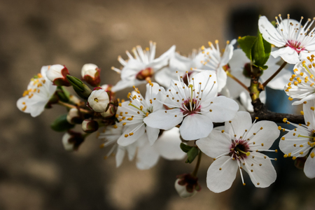 White flowers of Prunus cerasifera. Blossoming branch with with flowers of cherry plum. Blooming tree in spring. Prunus divaricata.の写真素材
