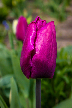 Spring flowers tulips blossom in the garden. Beautiful, purple and bright tulips. 8 march or womens day. Mothers day. Spring flower field.の写真素材