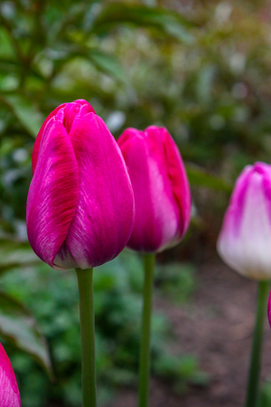 Spring flowers tulips blossom in the garden. Beautiful, pink and bright tulips. 8 march or womens day. Mothers day. Spring flower field.の写真素材
