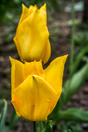 Yellow tulips growing on a field. Spring background with beautiful yellow tulips.  Mother's Day background. Fresh colorful tulips. Yellow flowers in spring garden tulips. Women day.の写真素材