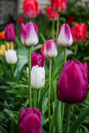 Beautiful, pink and bright tulips. 8 march or womens day. Mothers day. Spring flowerの写真素材