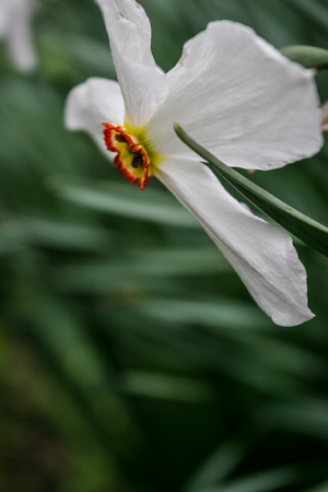 Narcissus flower. Beautiful spring flowers daffodils. Bright blooming white daffodils. Spring daffodils. Beautiful white yellow daffodils. Narcissus group on garden, daffodil bloom in spring time.の写真素材