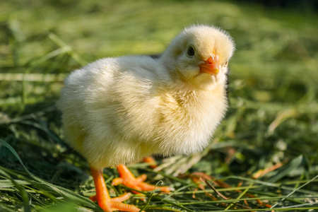 Chiken in the green grass. Beautiful little chicken. Small chickの写真素材