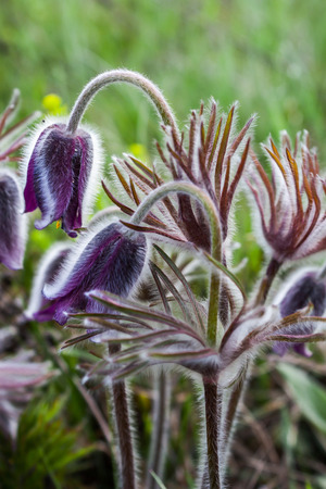 Beautiful purple fluffy flowers Pulsatilla patens blooms in early spring in the meadow - Kyiv, Ukraine, Europe.の写真素材
