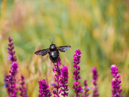 Carpenter bee (Xylocopa valga) on a purple flower (Salvia officinalis), on a sunny day.の写真素材