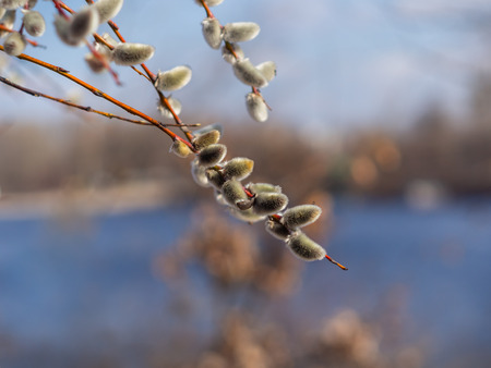 Grey fluffy catkins on a shrub salix cinerea in early spring on the river bank - Kyiv, Ukraine, Europe.の写真素材