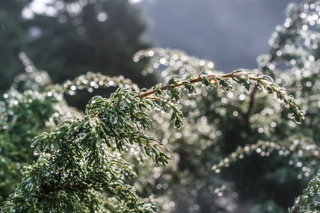 Fresh green beads and blurred bokeh.の写真素材