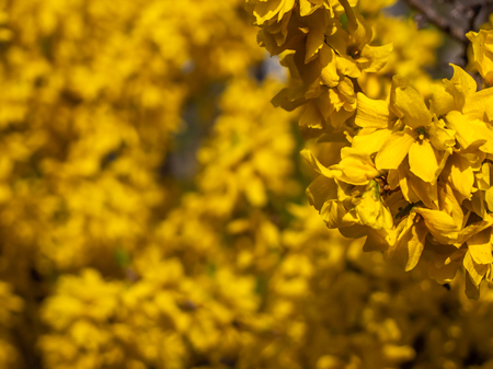 Beautiful yellow flowers forsythia blossom in spring garden with blurred background.の写真素材