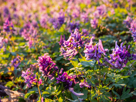 The purple Corydalis  blossom in the early spring in a forest with a blurred background and bokeh - Kyiv, Ukraine, Europe.の写真素材