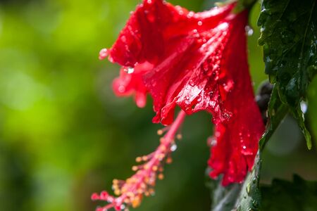 A bright red hibiscus flower with drops after a rain on the petals blooms in the garden, Palau.の写真素材