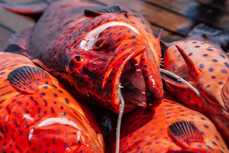 Freshly caught red coral grouper on the deck of a pleasure yacht on the Red Sea.の写真素材