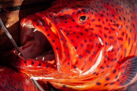 Freshly caught red coral grouper on the deck of a pleasure yacht on the Red Sea.の写真素材