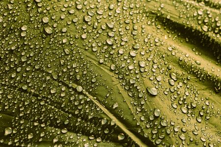 Rain water droplets on green color fiber waterproof fabric. Green background.の写真素材