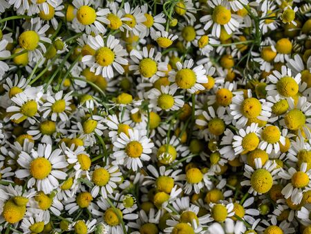 Summer floral chamomile background.の写真素材
