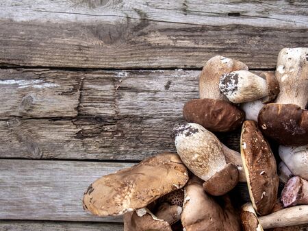 Boletus edulis mushrooms on old wooden background.の写真素材