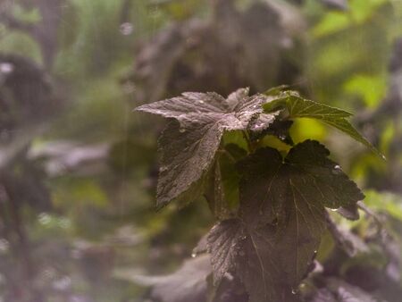 Green leafs with water drops in the garden. Vintage tone. Blurred background.