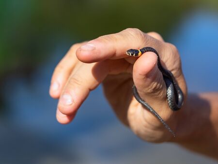 A young small grass snake (Natrix natrix) in the hand of a man.の写真素材