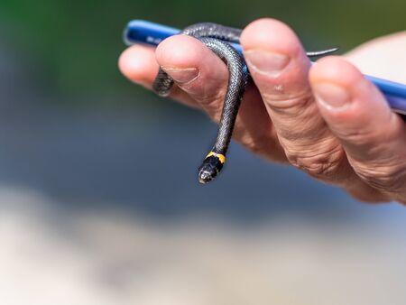 Young grass snake (Natrix natrix) in hand on a male phone.の写真素材