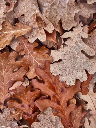 Natural texture of dry leaves.の写真素材