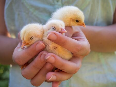 Small yellow chickens in the girl hands.