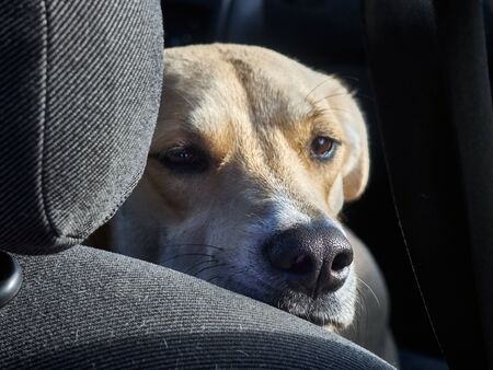 Young sad dog sitting in the front seat in the car.の写真素材