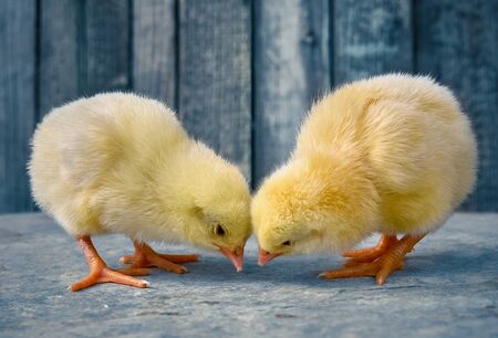 Little yellow cute baby chicks.の写真素材