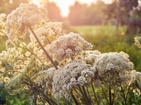 Flowers in warm sunshine.