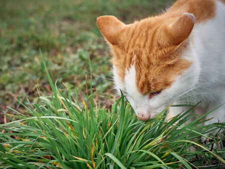Cat eat grass in the garden.の写真素材