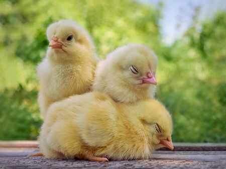 Yellow chickens on a natural background.