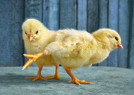 Little yellow cute baby chicks.の写真素材