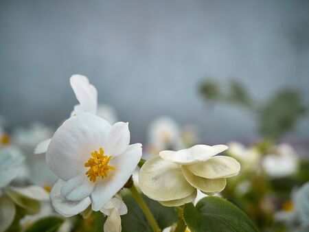Gentle flowers of white begonia in the garden close up.
