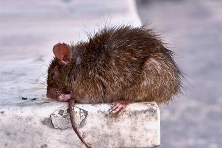 Dirty brown sick street rat