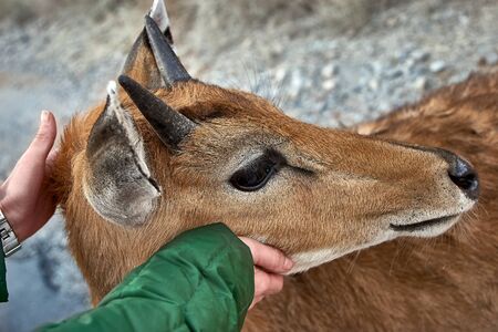 A female hands stroking wild animal.の写真素材