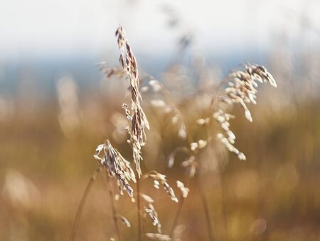 Golden summer grass background.